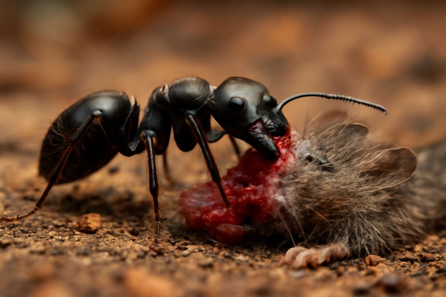 Insects Eating Animals: Uncover the Surprising Role of Bugs in Animal ...