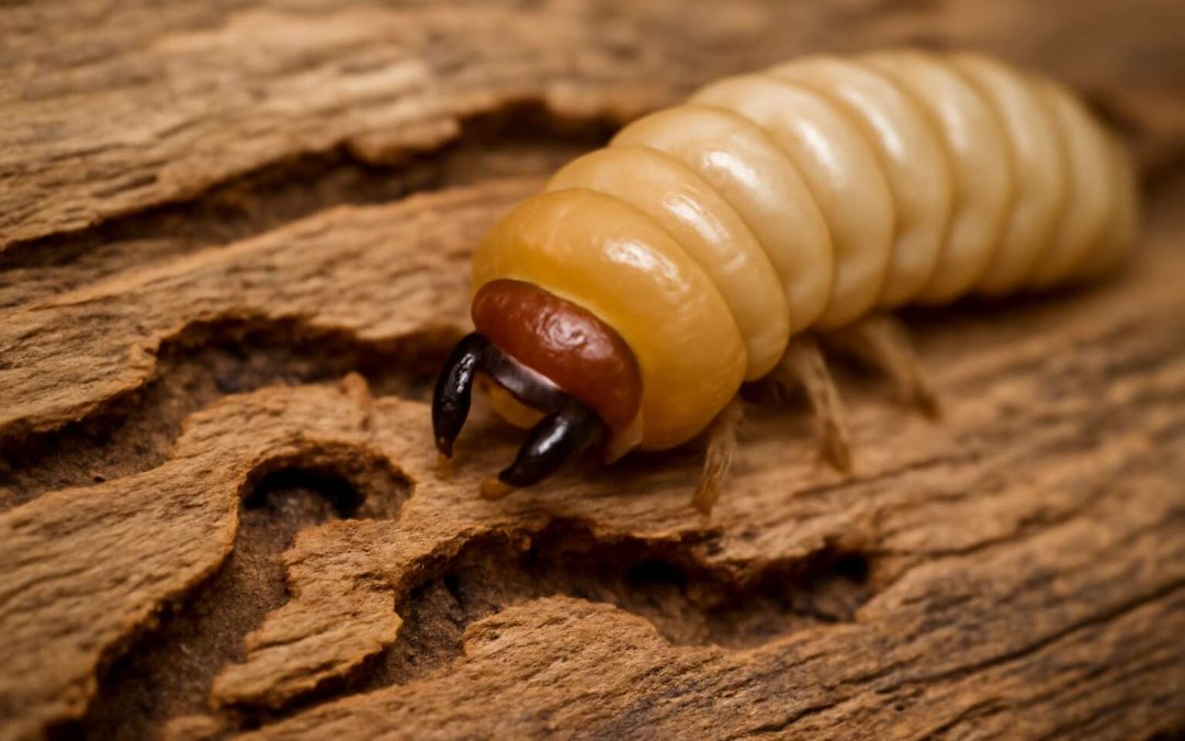Insects Who Eat Wood: Nature’s Hidden Architects of Decay and Forest Dynamics