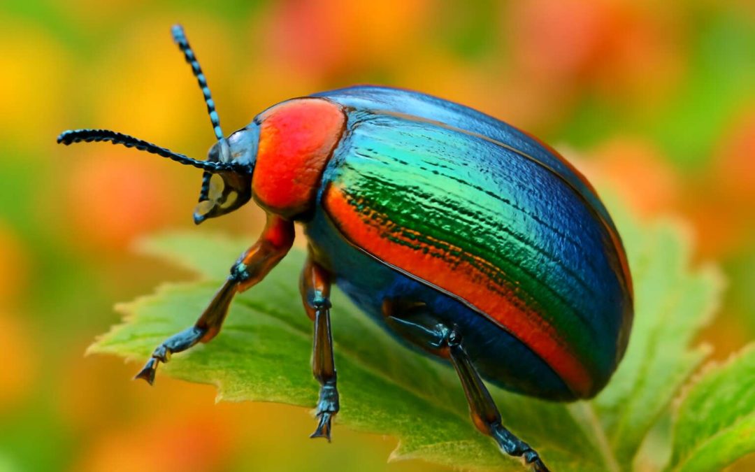 Are Insects Triploblastic? Understanding Their Developmental and Anatomical Traits