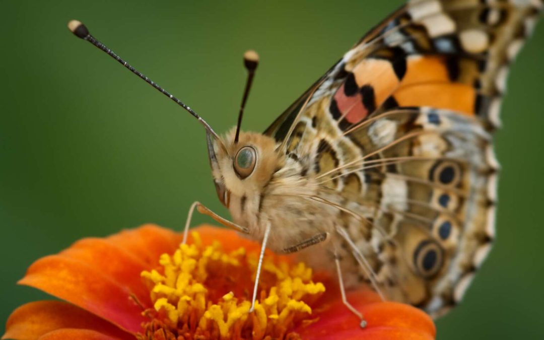 Fascinating Facts About Insects with Antennae: Nature’s Skilled Communicators