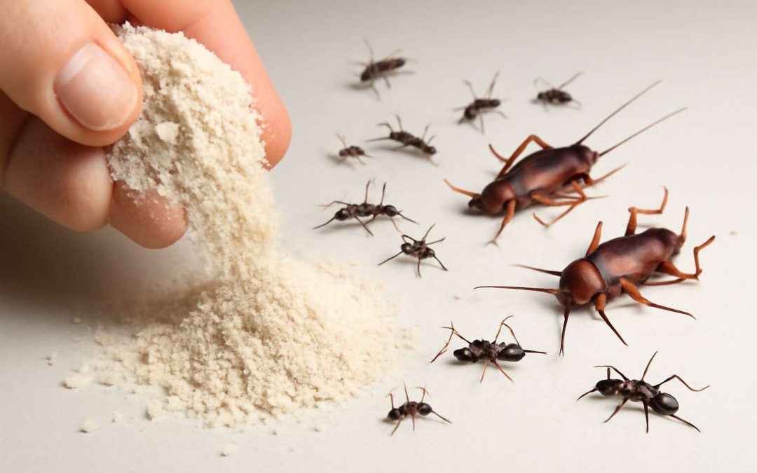 insects killer powder