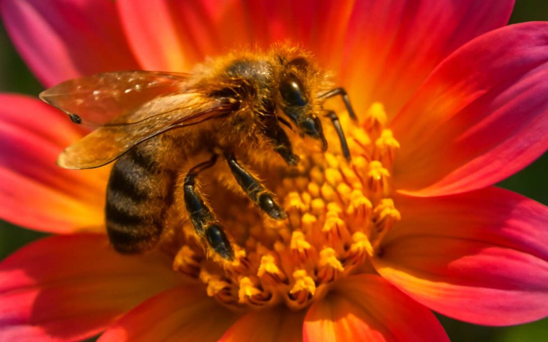 Insects Pollinating Flowers: The Vital Role of Pollinators in Ecosystem Health