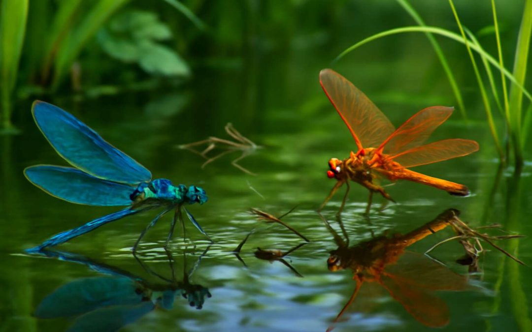 Intriguing Insights into the Fascinating World of Insects Near Water