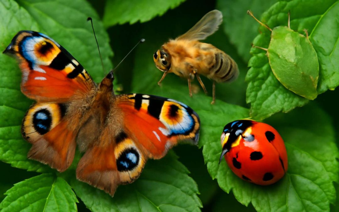 Is Insects Invertebrates? Discover Fascinating Facts About These Tiny Terrestrial Invertebrates