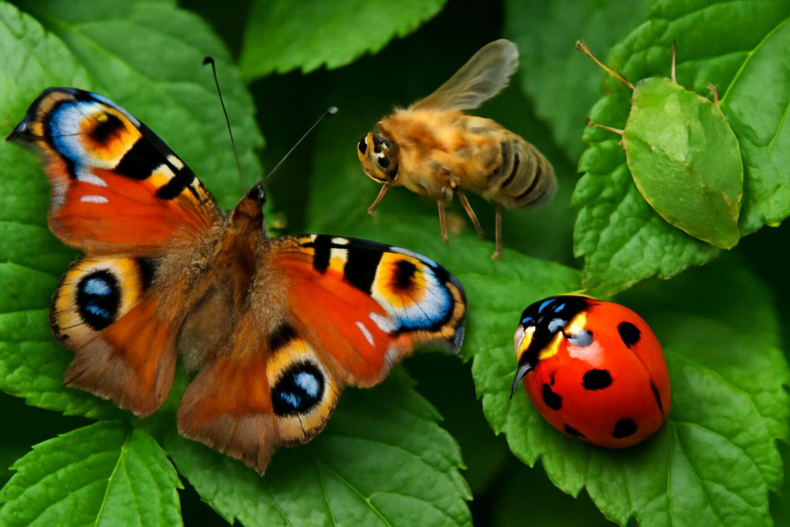 Is Insects Invertebrates? Discover Fascinating Facts About These Tiny ...