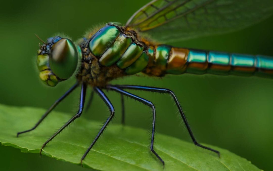 Discover the Fascinating World of Insects 6 Legs: Nature’s Tiny Marvels