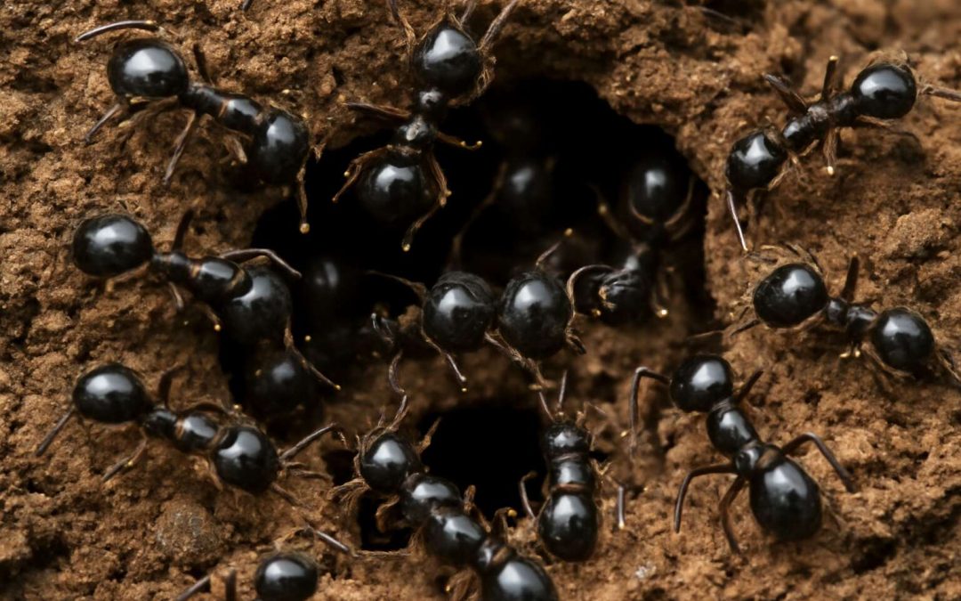 Discover the Fascinating World of Insects Ants: Nature’s Tiny Ecosystem Builders
