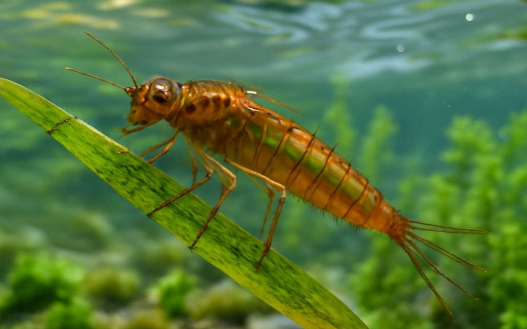Discover the Fascinating World of Freshwater Aquatic Insects and Their Vital Role in Ecosystems