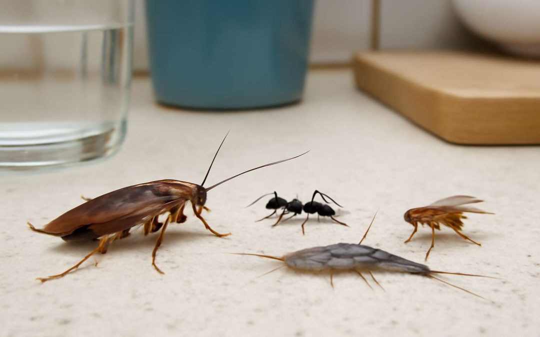 Discover What Are Common Household Insects and How to Keep Them Out of Your Home