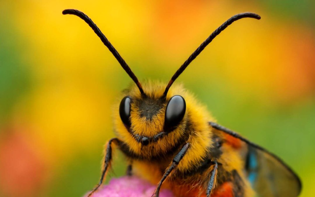 Discover the Amazing Reasons Why Insects Have Antennae and How They Use Them to Survive