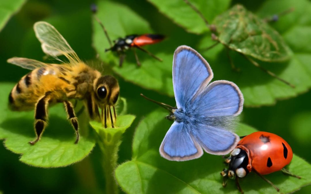 about insects