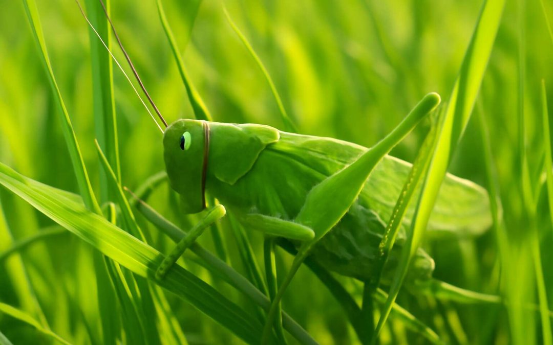 Discover the Fascinating World of Grass Eating Insects and Their Surprising Behaviors