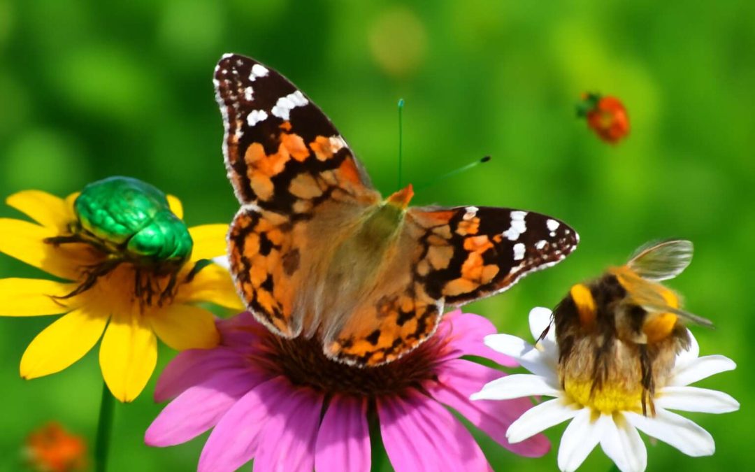 insects questions