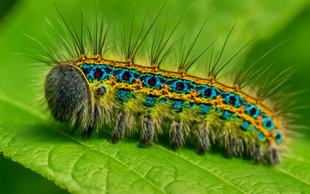 Discover the Fascinating World of Caterpillars Insects: Nature’s Tiny Transformation Experts