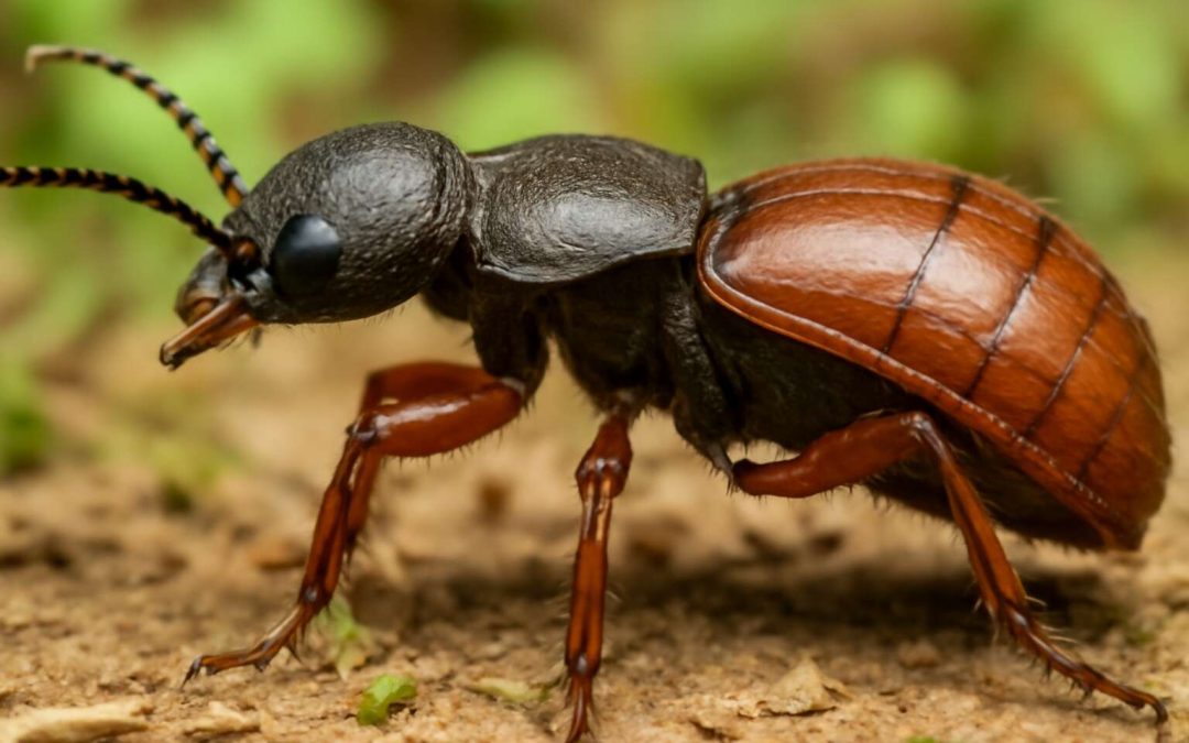 insects have how many body parts