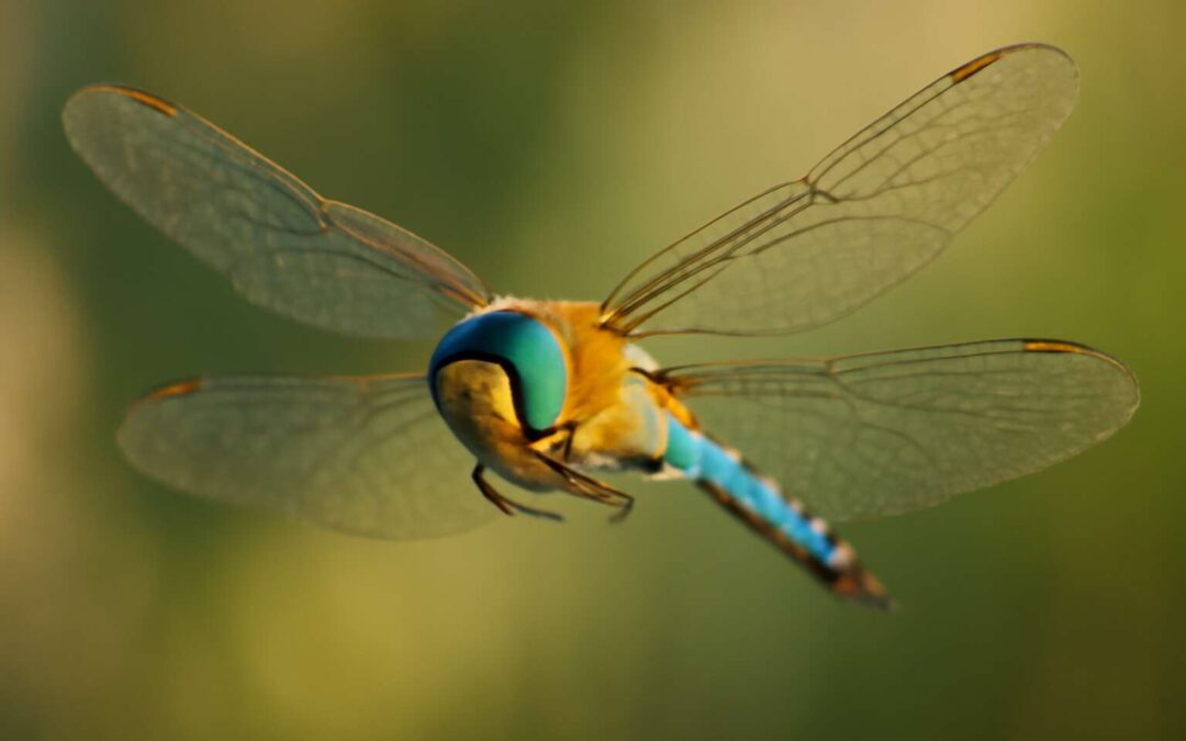 can insects fly