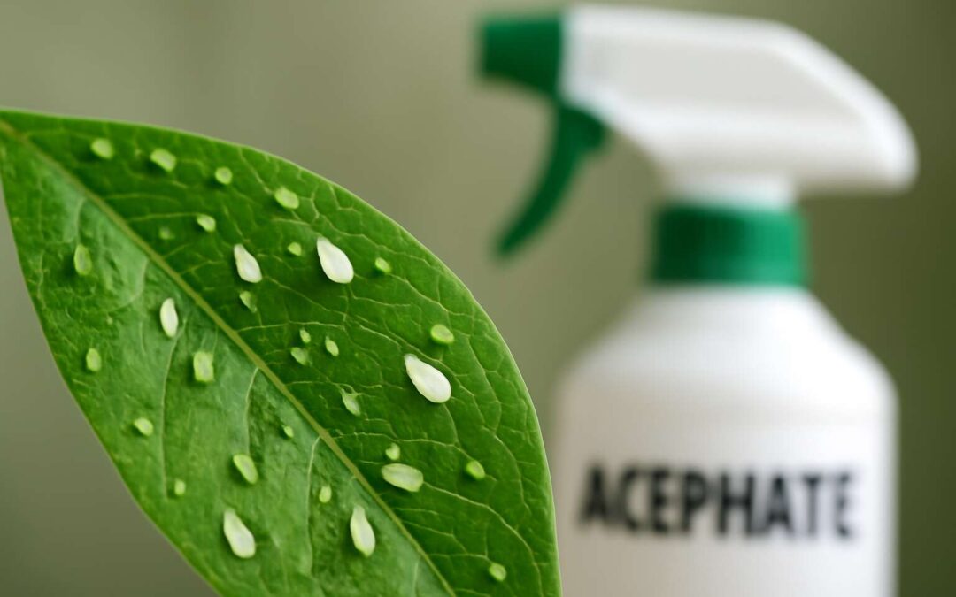 Unlock insights: what insects does acephate kill and how it safeguards yields.