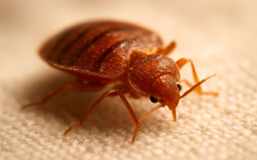 Exploring insects like bed bugs: surprising truths about tiny home pests.