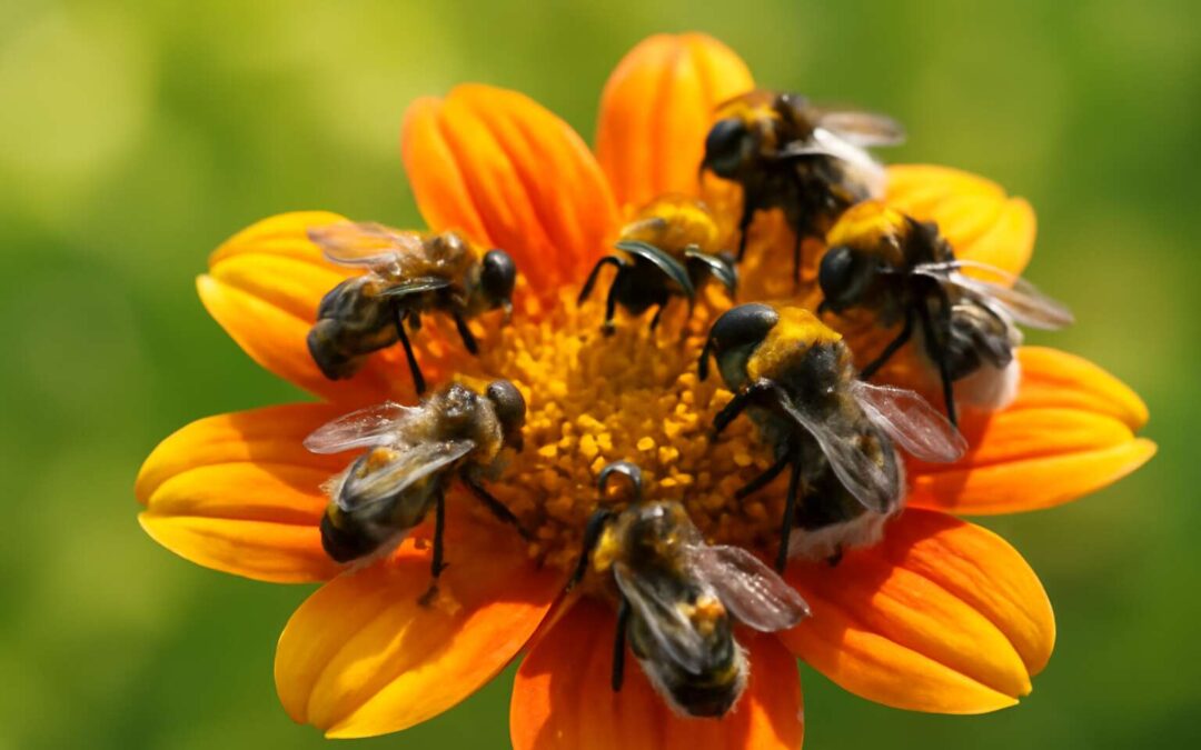 Discover insects similar to bees, tiny pollinators with big roles