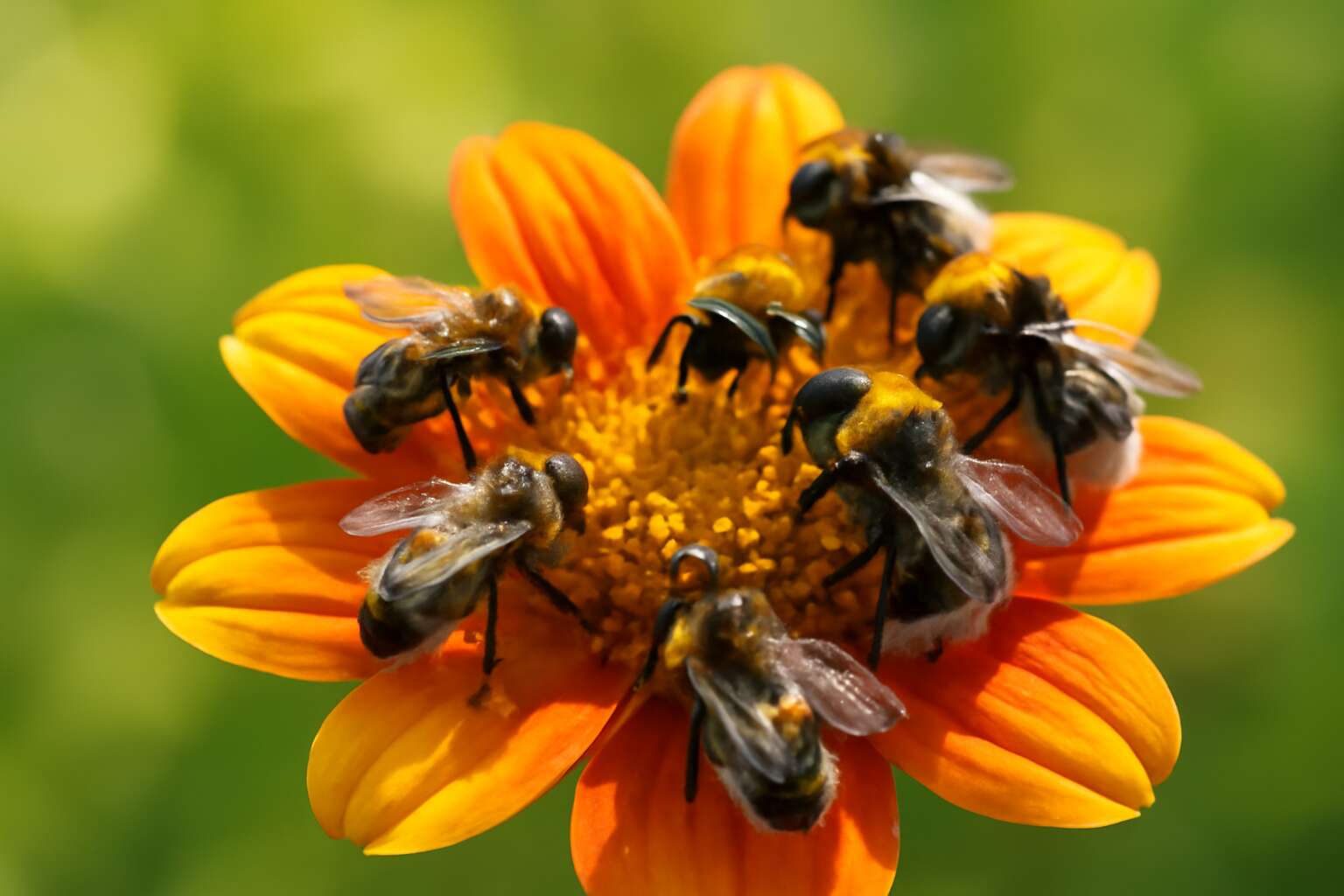 Discover insects similar to bees, tiny pollinators with big roles ...