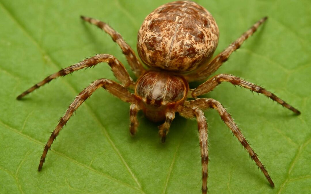 Are spider insects – are spider insects really insects or arachnids?