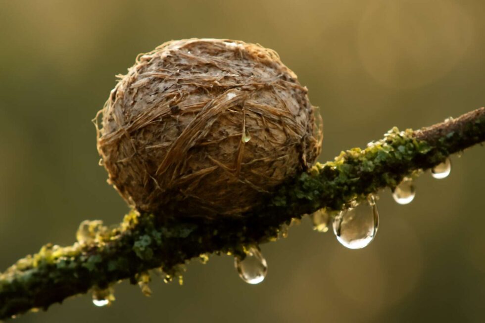 Weaving Insects insects craft: tiny artists weaving wonders in nature - Insect Killers Shop