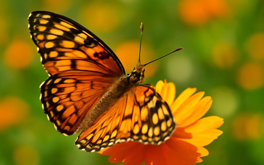 Discover insects butterfly: a dazzling dive into winged wonders
