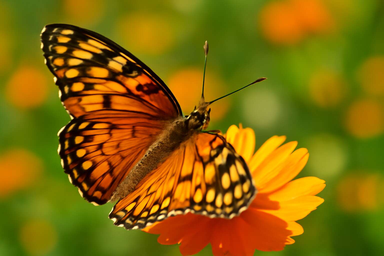 Discover insects butterfly: a dazzling dive into winged wonders ...