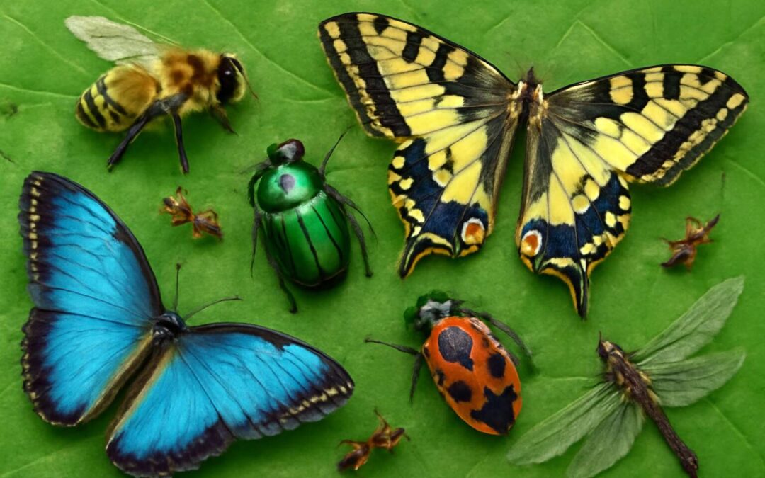 How evolution crafted the edge: why insects are most successful organisms and what we can learn.
