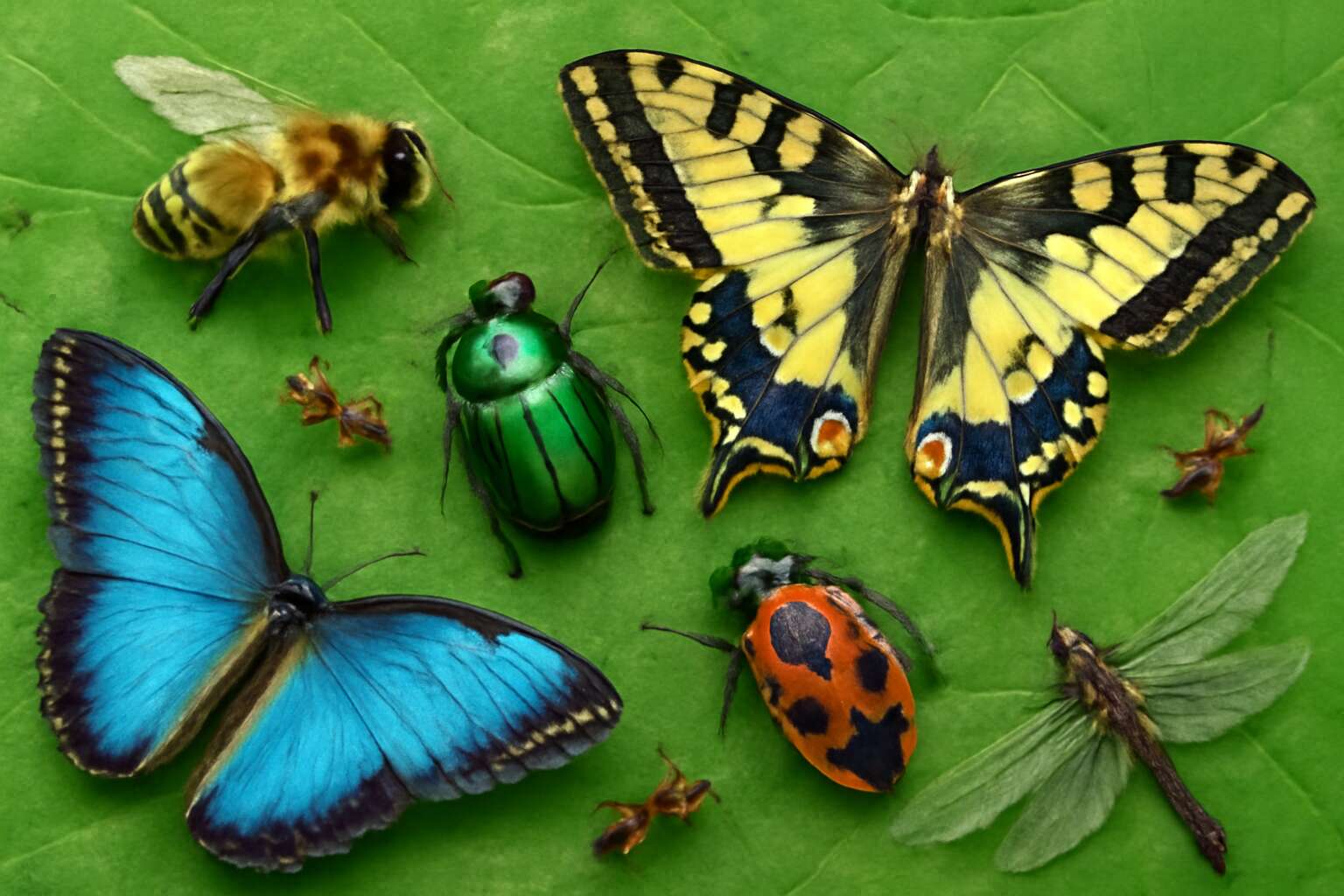 What Do Insects How evolution crafted the edge: why insects are most successful ...