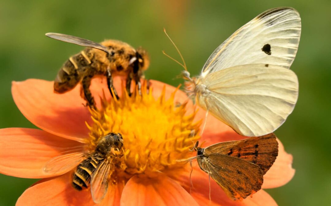 Top pollinators revealed: which insects pollinate flowers and why they matter.