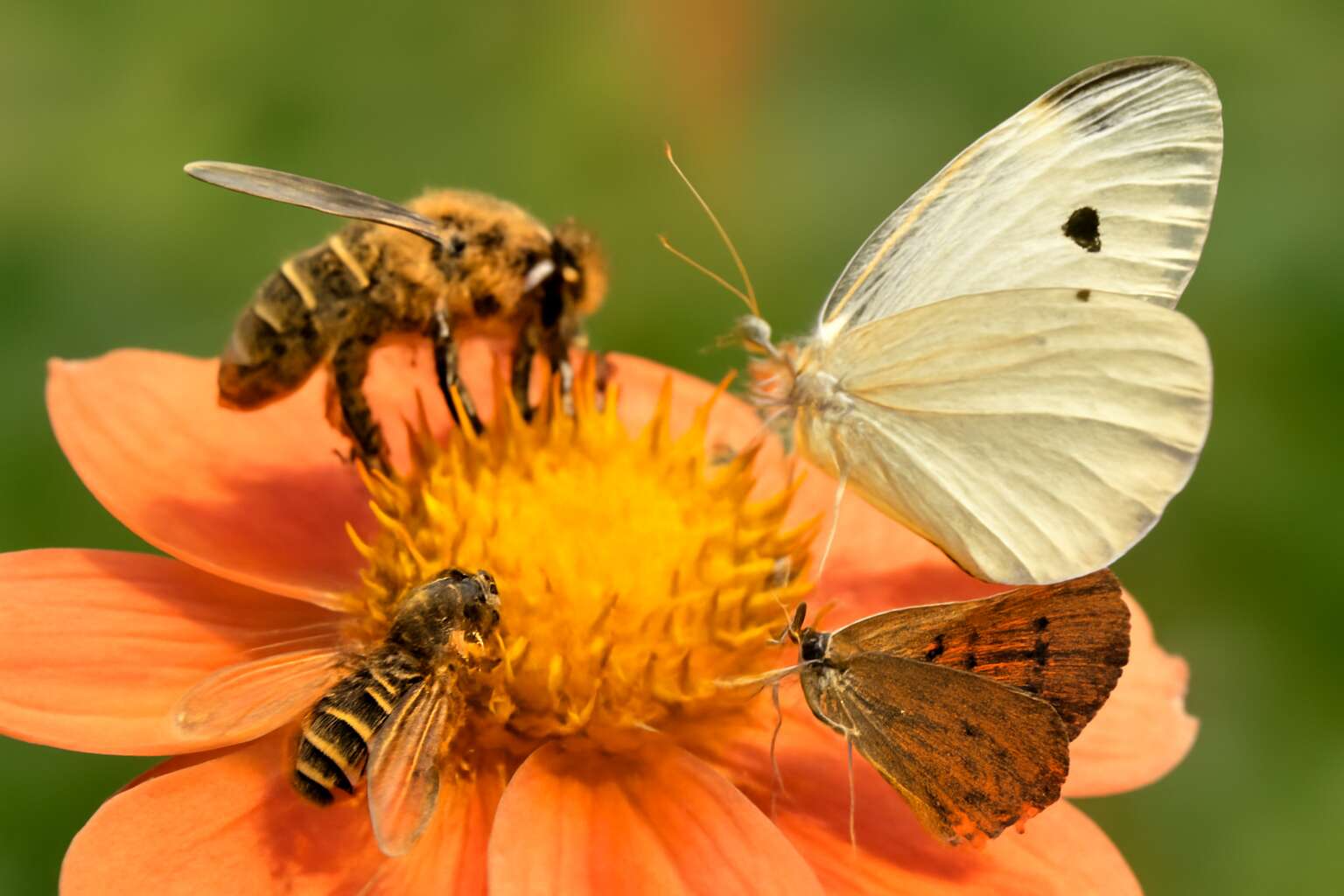 Top pollinators revealed: which insects pollinate flowers and why they ...
