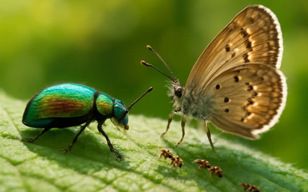Discover live insects near me: your local guide to fascinating critters