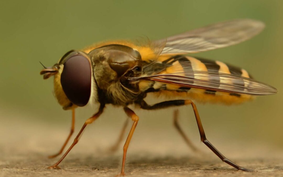 Unlocking insects body structure: wings, legs, and resilience revealed