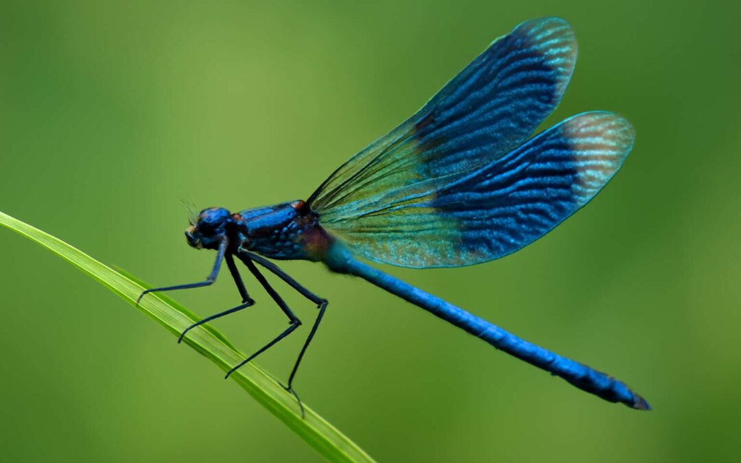 Explore insects and bugs: 10 astonishing facts that will change how you see tiny creatures