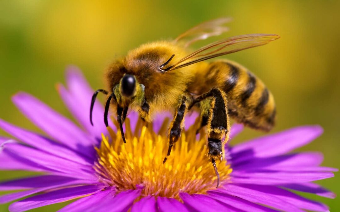 what insects pollinate flowers: Meet the tiny heroes behind every bloom