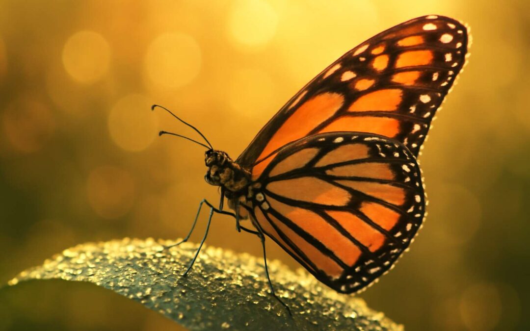 Discover insects spiritual meaning: symbols, guidance, and nature’s cycles.