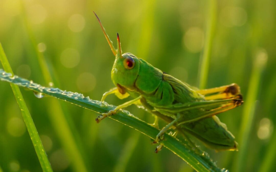 Discover what insects eat grass and the surprising roles these tiny grazers play in your lawn.