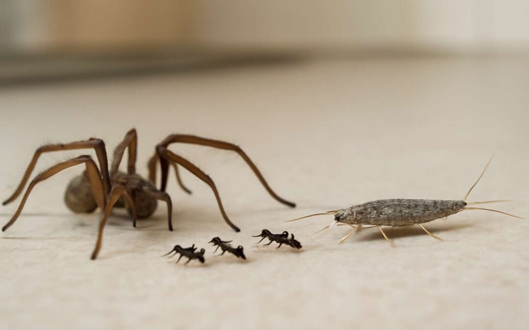 Beat the Bugs: Essential tips to spot and deter household insects uk