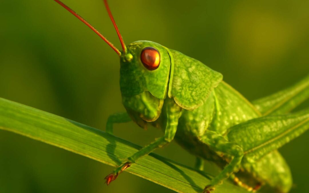 grasshoppers insects reveal their secrets, diversity, and astonishing leaps across ecosystems.